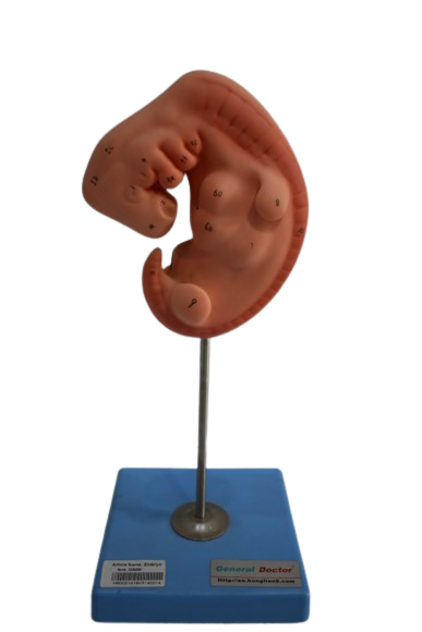 /Embryo Model