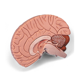 Human Brain 3-D MODEL