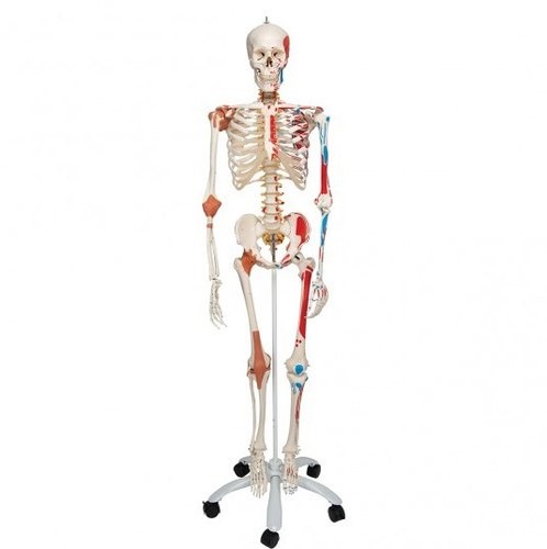 Human Colored Articulated Skeleton